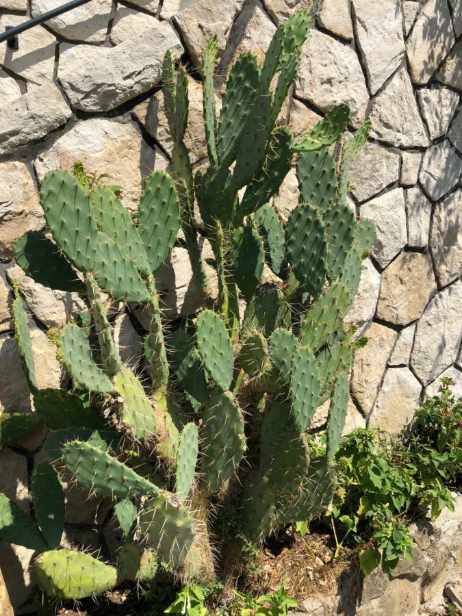 Apartment Opuntia Piran Dış mekan fotoğraf